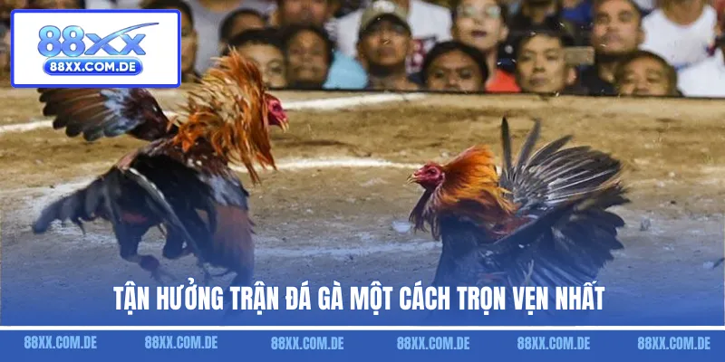 Tận hưởng trận đá gà một cách trọn vẹn nhất